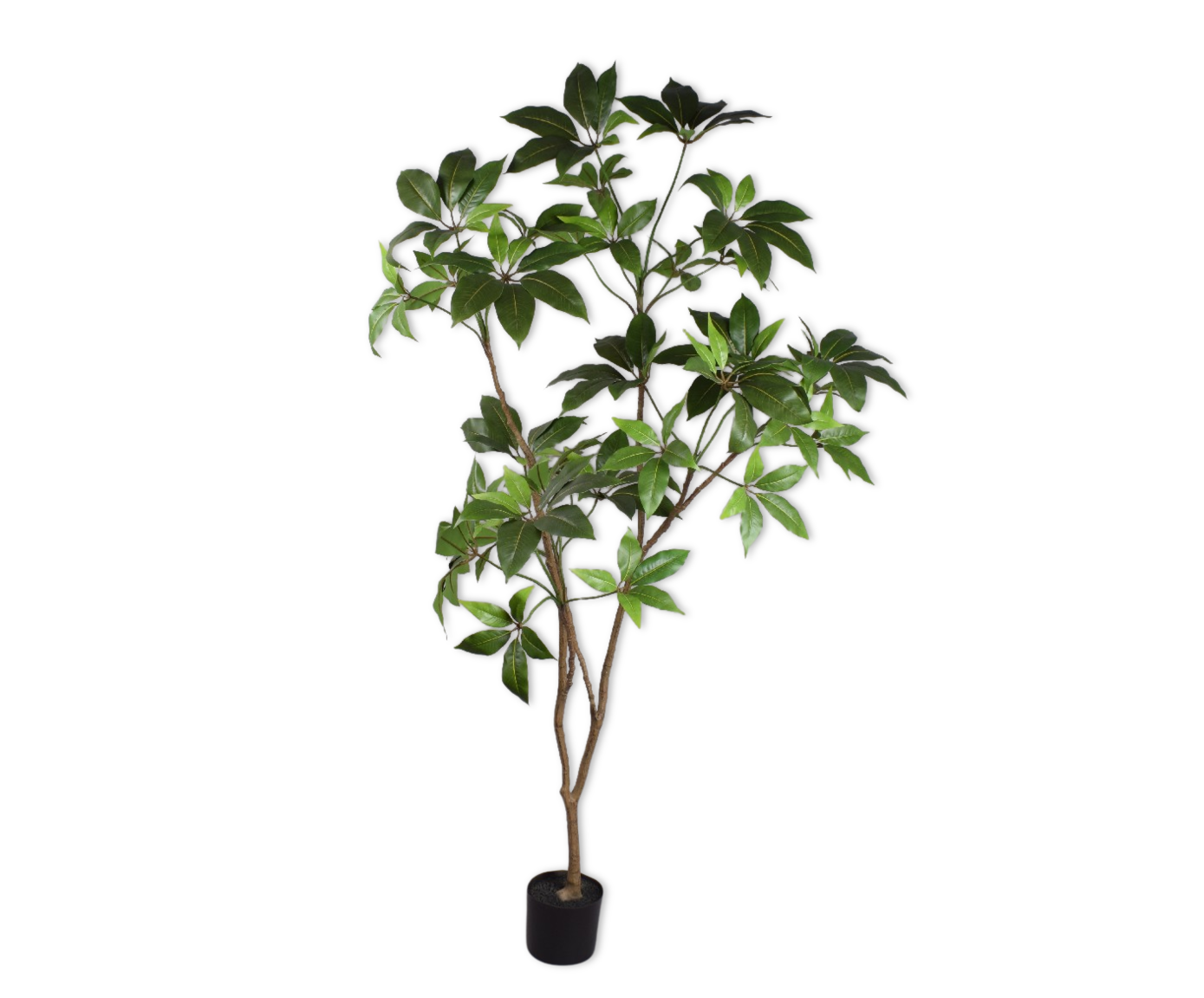 Schefflera groen H180