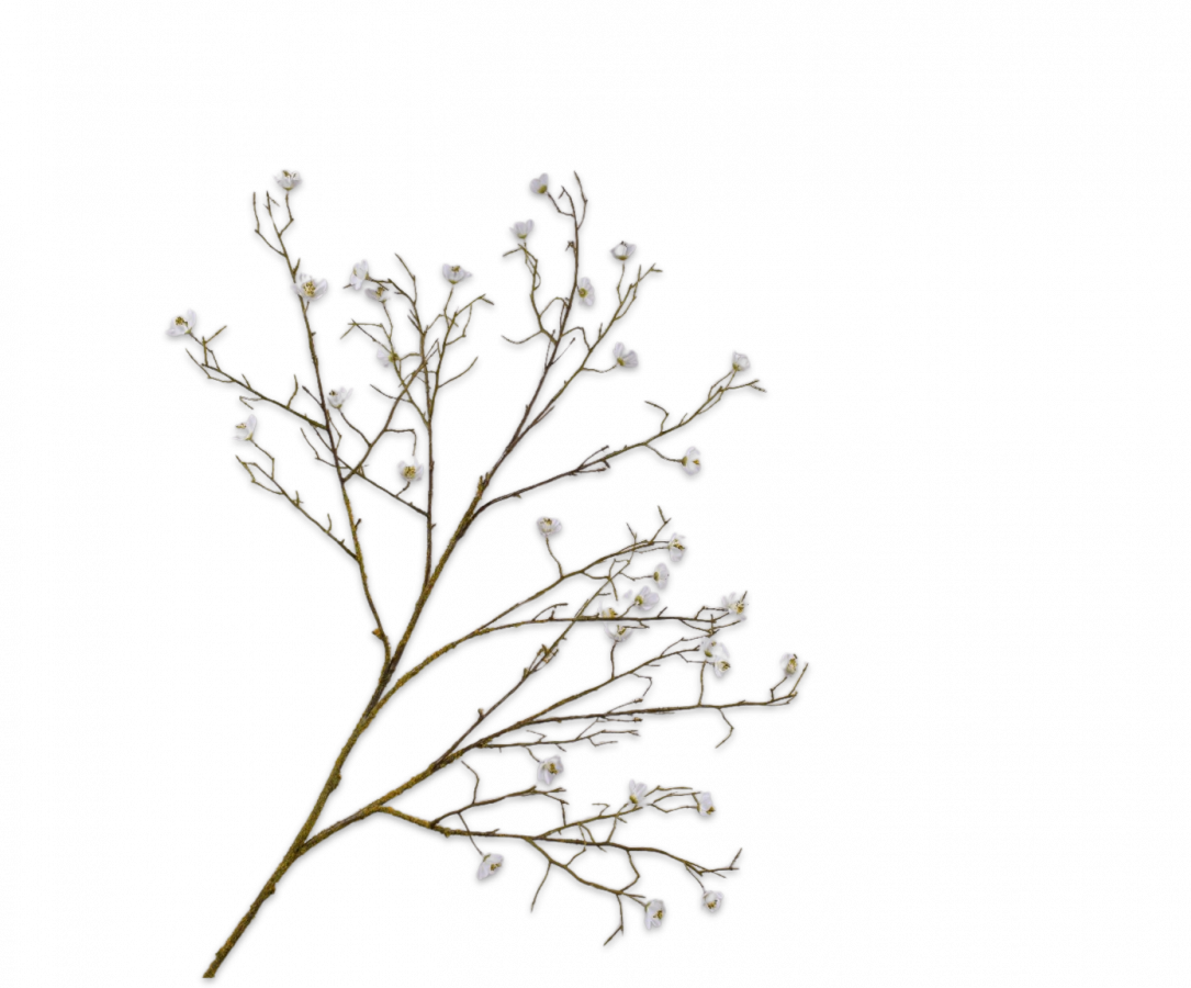 Bloesem Tak wit 107cm
