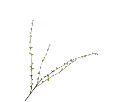 Amelanchier Tak groen 121 cm