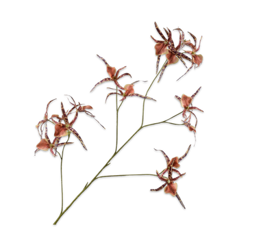 Orchidee Tak bruin 100cm