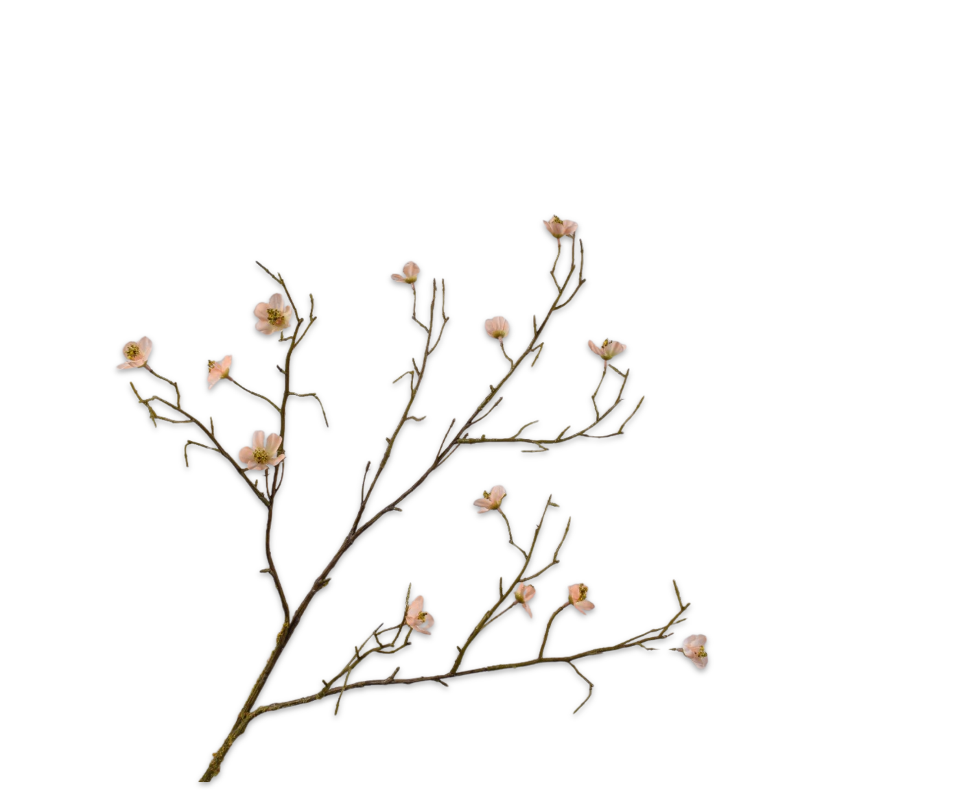 Bloesem Tak perzik 74cm