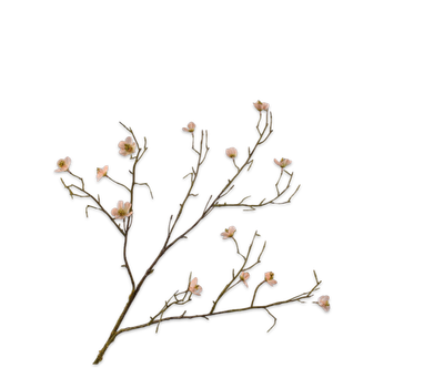 Bloesem Tak perzik 74cm
