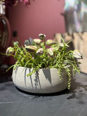 Eileen met Frittularia - Vulling S