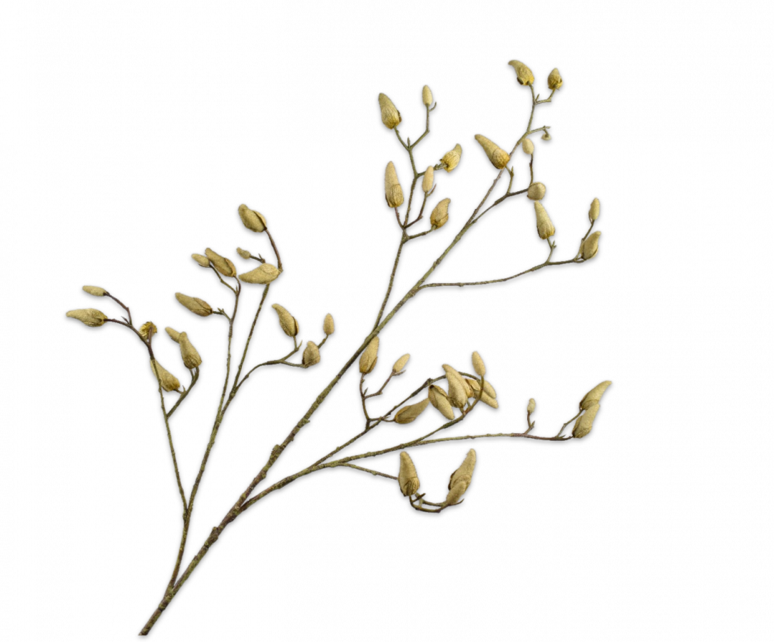 Magnolia Tak groen/grijs 132cm