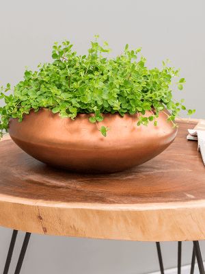 Baq Metallic Silver leaf Bowl Ufo Matt Copper