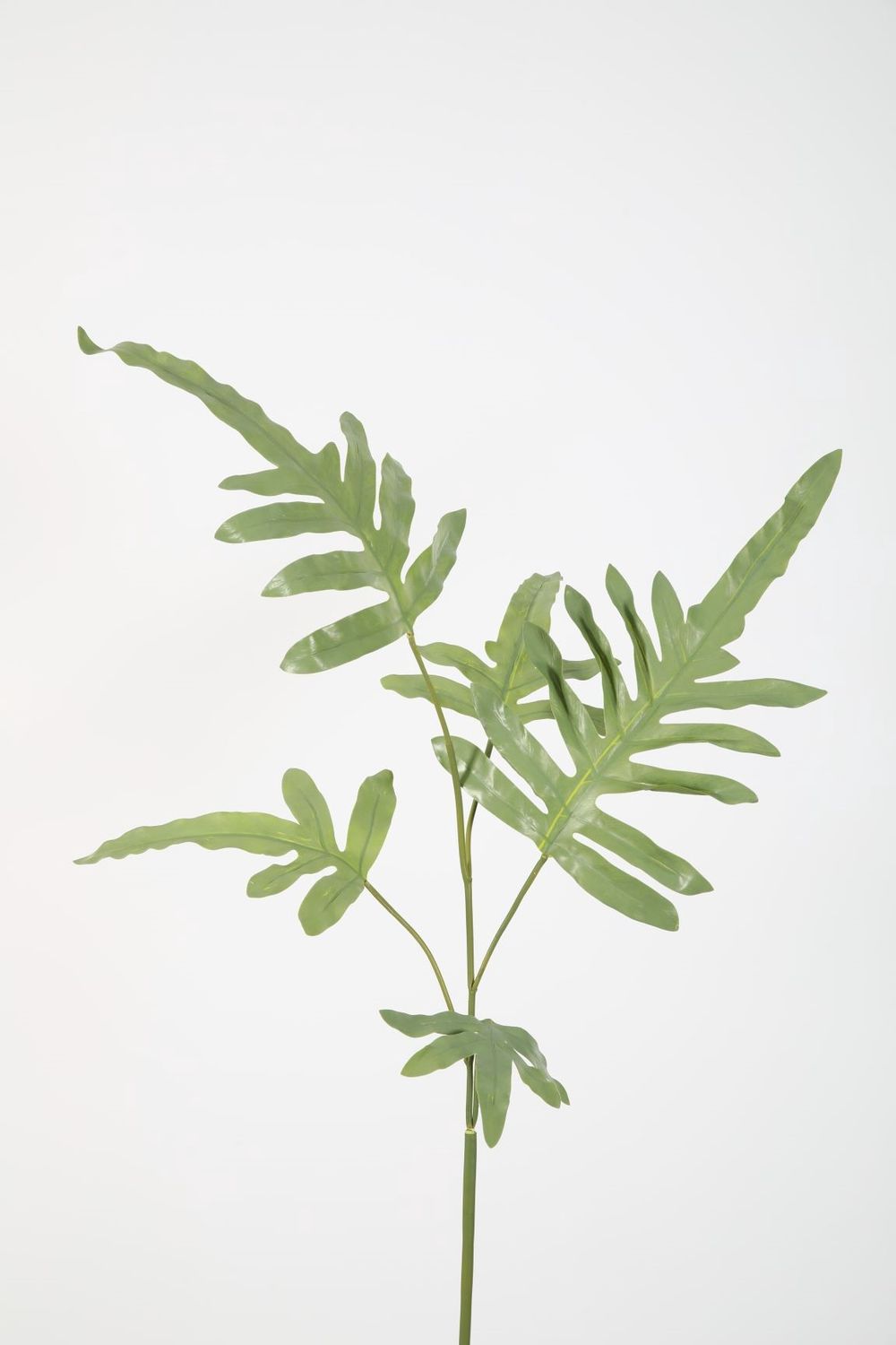 Phlebodium Stem H102