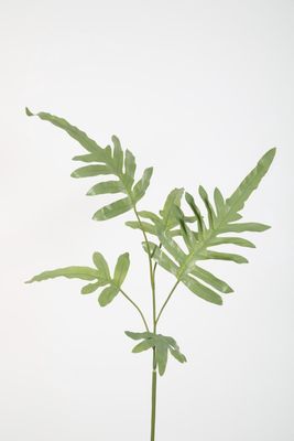 Phlebodium Stem H102