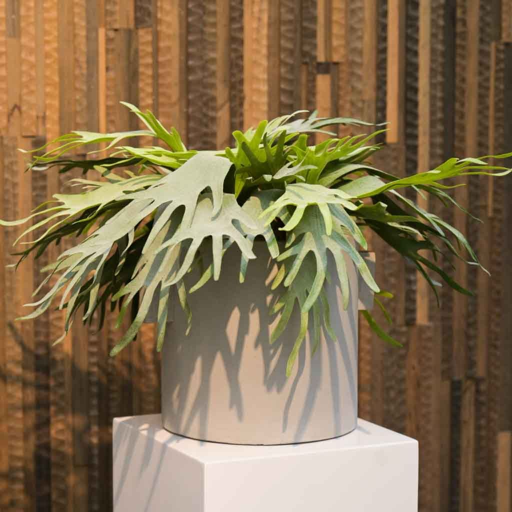 Flower pot concrete xxl met staghorn