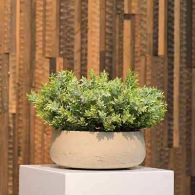 Eileen M – Zachtgrijze Boxwood Bush (30 cm)