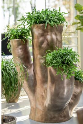 Bladzilver Tree met Beplanting