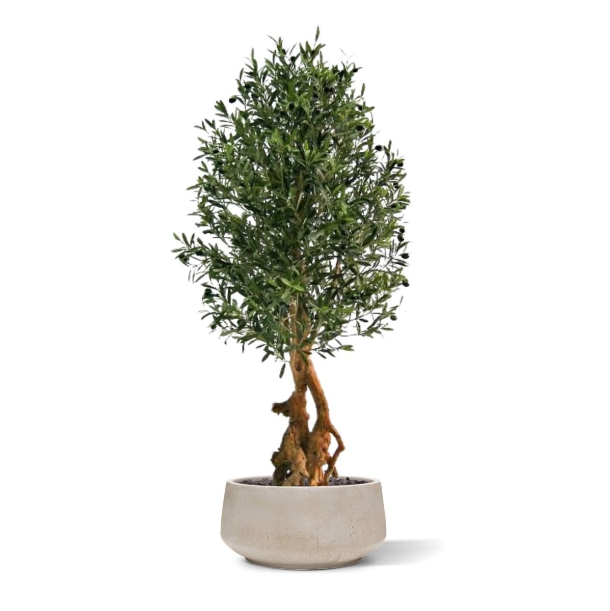 Olijfbonsai Deluxe Kunstboom 150 cm