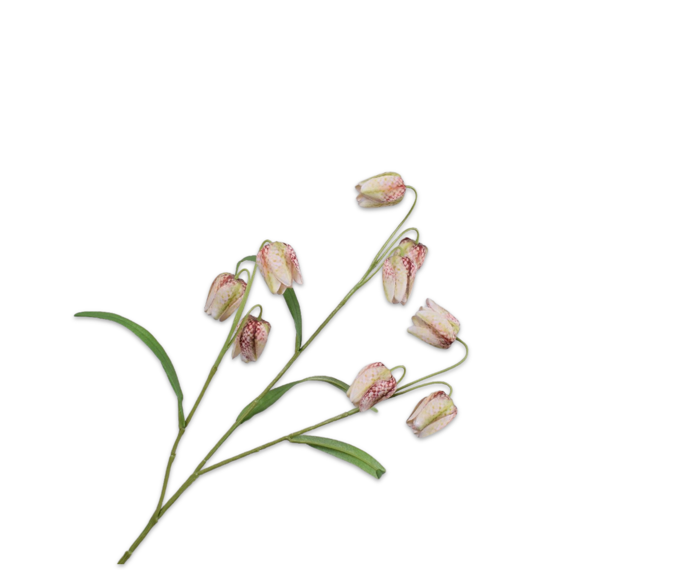 Fritillaria Tak mauve 70cm