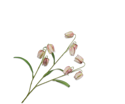 Fritillaria Tak mauve 70cm