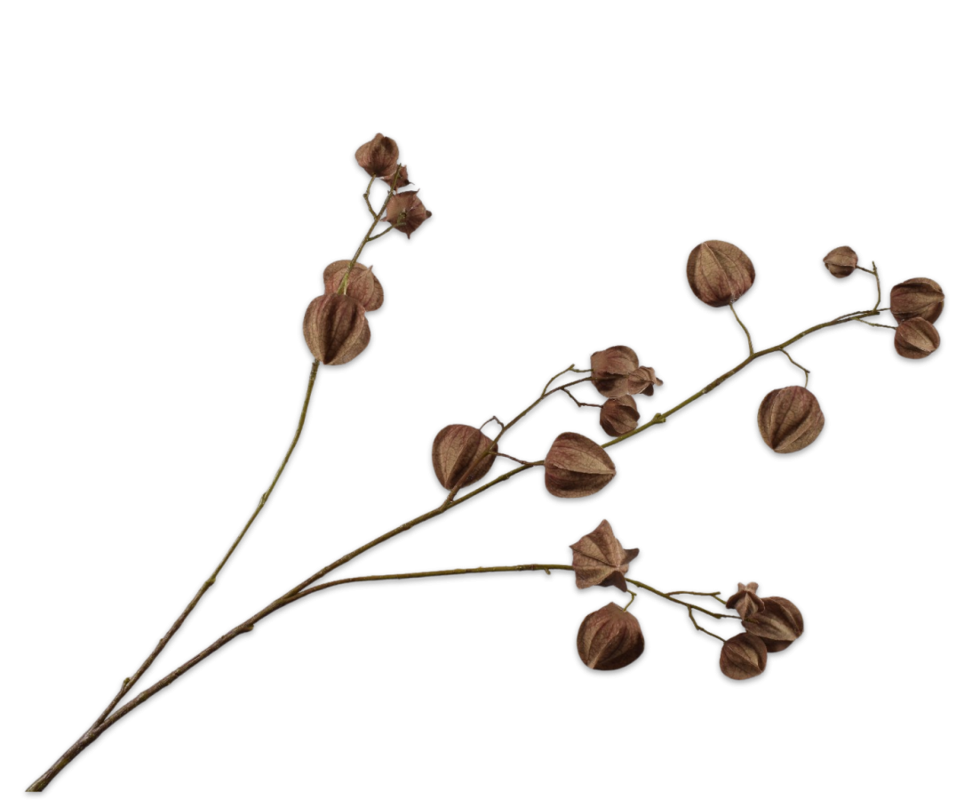 Silk-ka Lampionplant (Physalis) Kunsttak Donkerbruin 92 cm