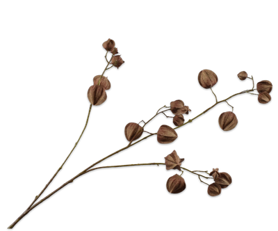 Silk-ka Lampionplant (Physalis) Kunsttak Donkerbruin 92 cm