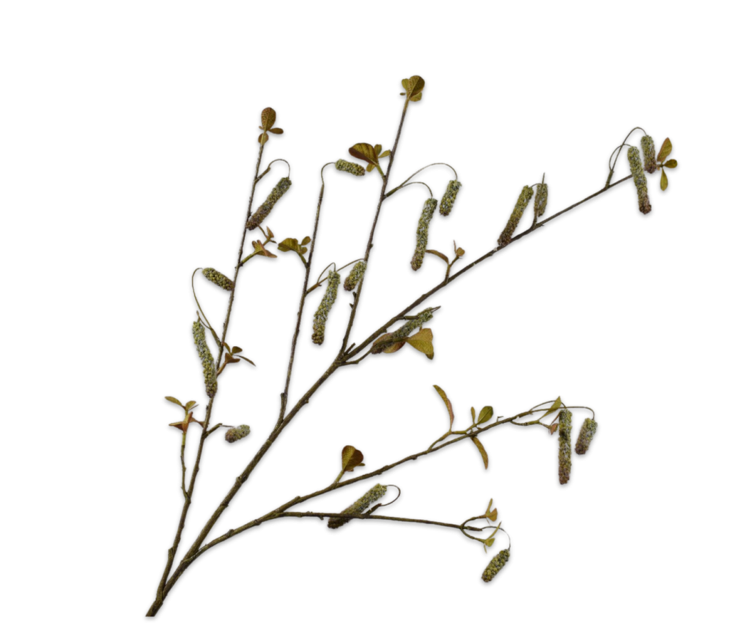 Alnus Tak groen 113cm