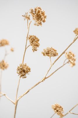 Callicarpa Tak goud 84cm