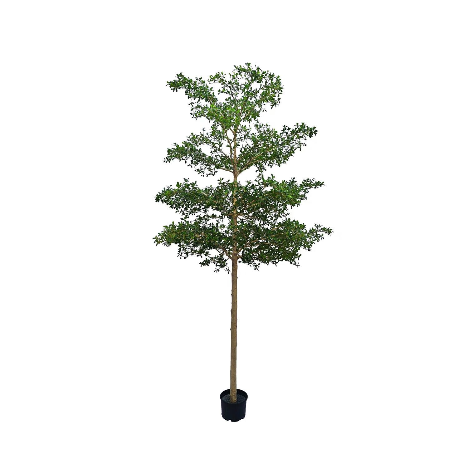 Buchida Buceras Shady Lady Tree XXL