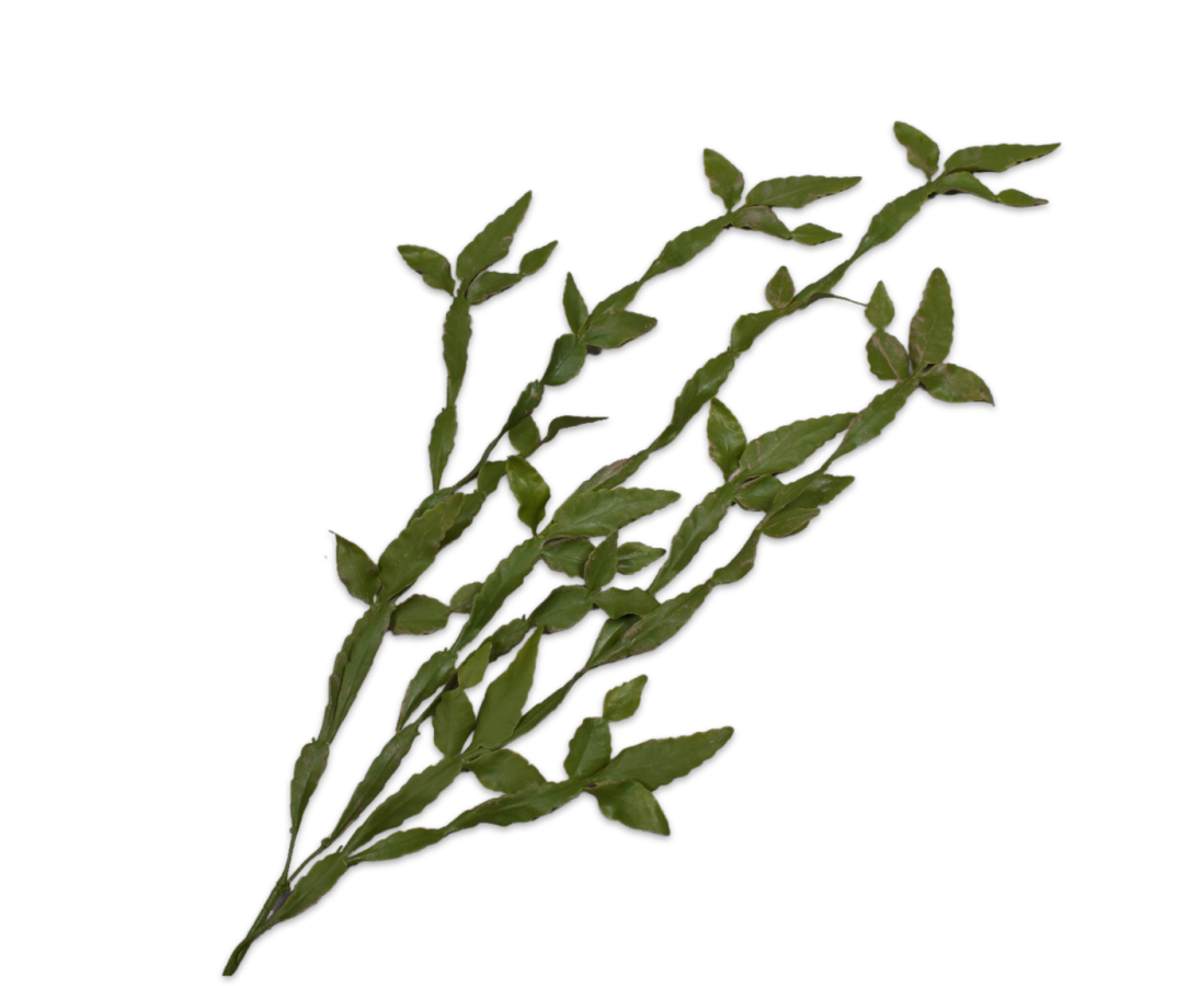 Bladtak Cactus goen 145cm