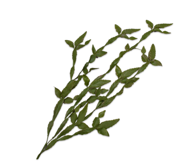 Bladtak Cactus goen 145cm