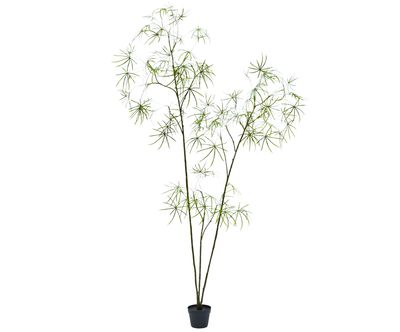 Silk-ka Kunstplant Schefflera H 223 cm