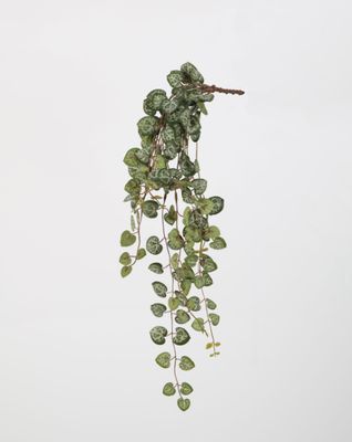 Ceropegia Hanging Vine 50cm UV