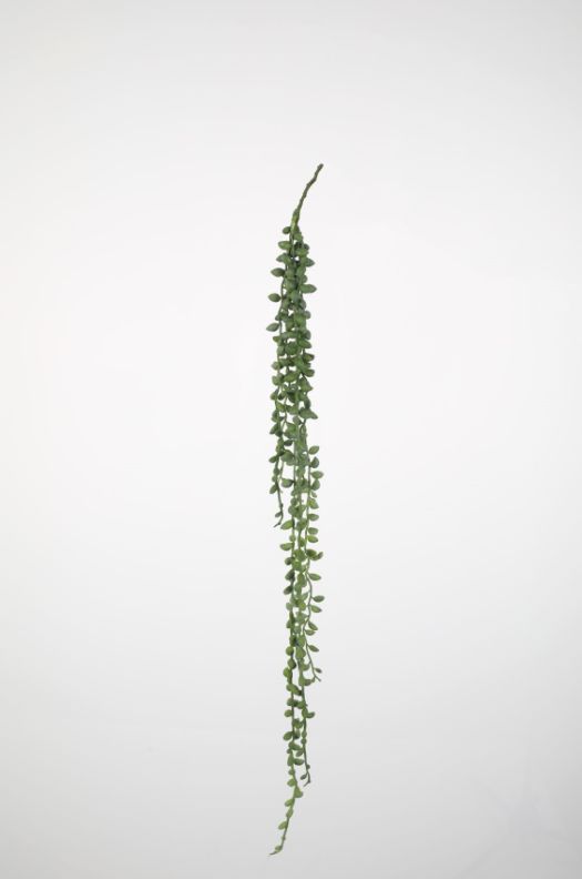 Hanging Senecio 89cm
