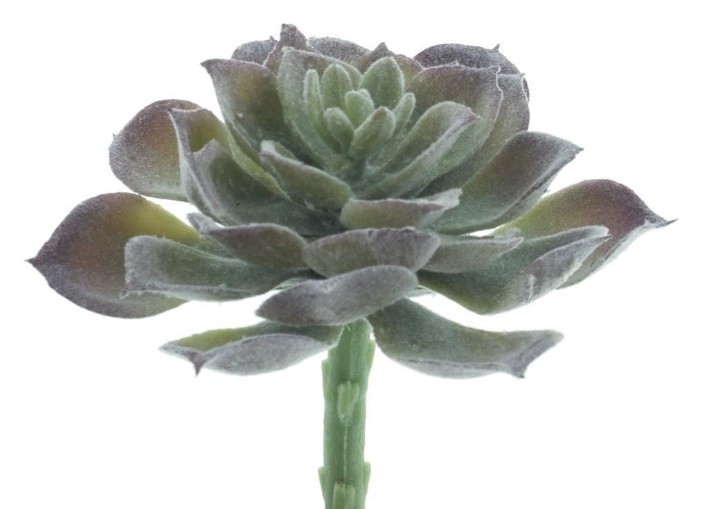 Aeonium pick Guanita – flocked green – 14 cm