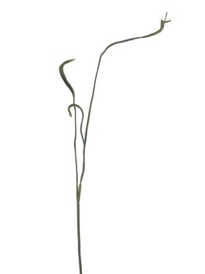 Wilgentak spray green/brown - 93 cm