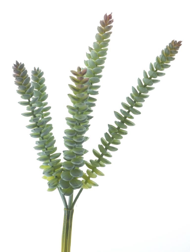 Crassula (Hottentot) – 28 cm – green