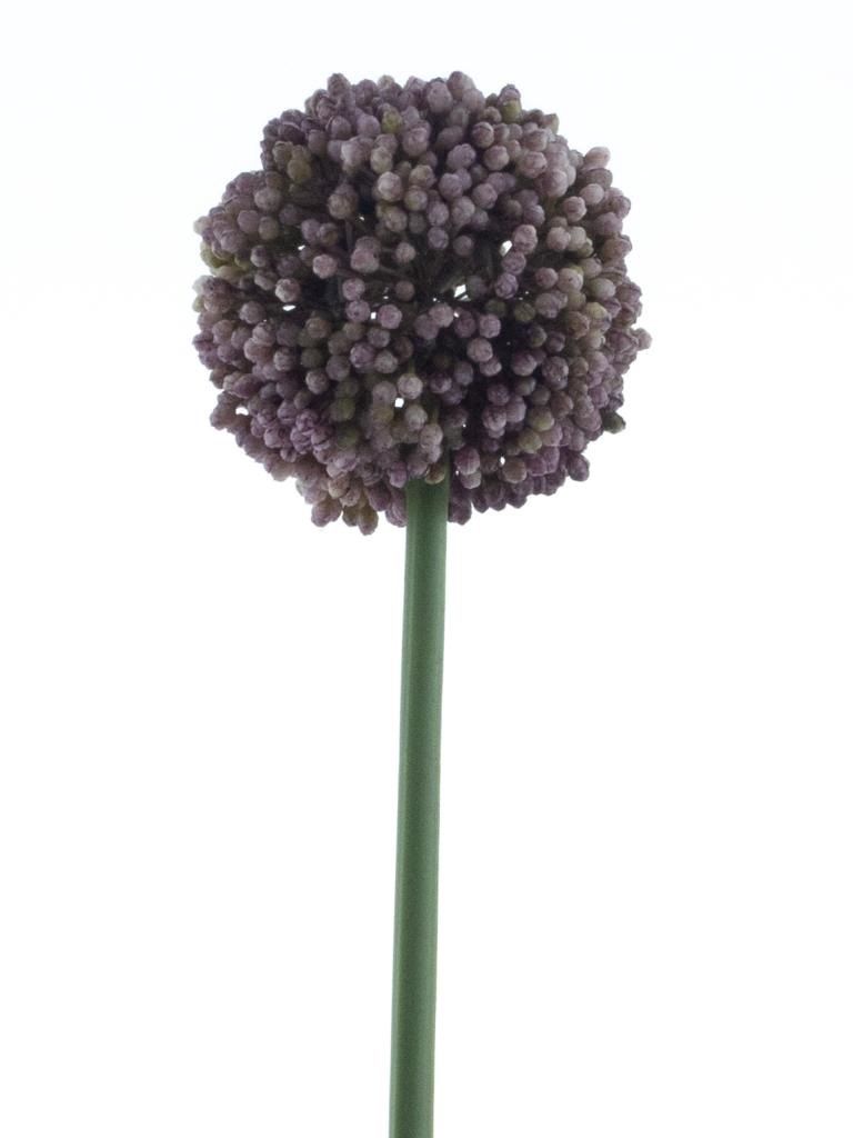 Allium spray Mura lilac 66cm