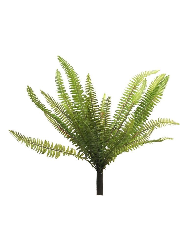 Nephrolepis (Bostonvaren) – green – 40 cm