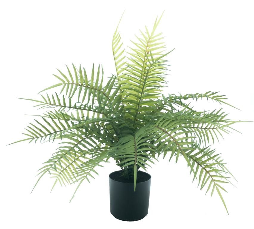 Lady fern (Vrouwenvaren) in pot - green – 45 cm