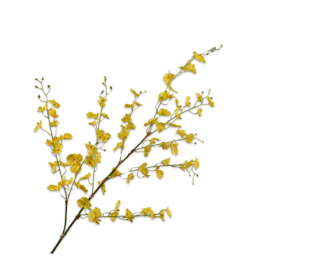 Silk-ka Kunst Oncidium Tak Geel 116 cm – Luxe Zijden Orchidee