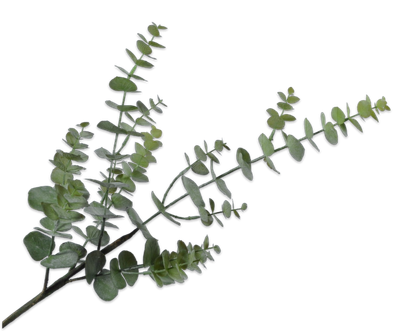 Silk-ka Eucalyptus Kunsttak Groen 81 cm