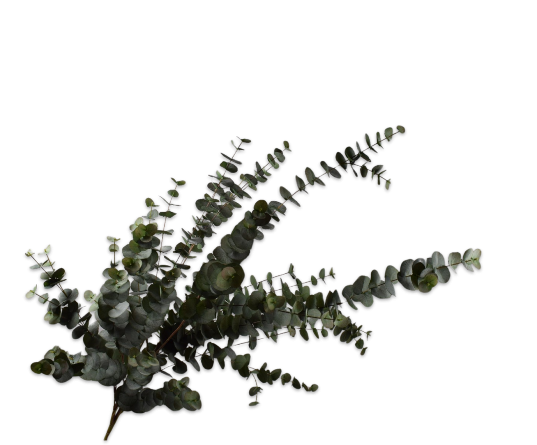 Silk-ka Eucalyptus Kunsttak Groen/Grijs 144 cm – Luxe Lange Eucalyptus Tak