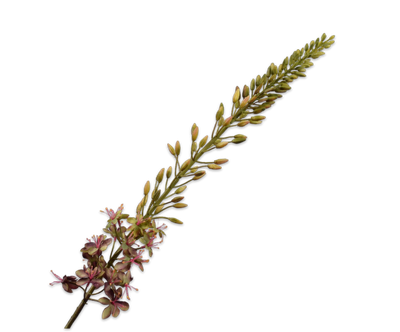 Silk-ka Eremurus Kunstbloem Paars-Groen 107 cm