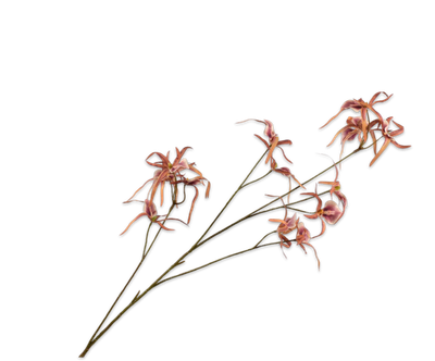 Silk-ka Orchidee Kunsttak Bruin 98 cm – Unieke Luxe Orchidee Bloemtak