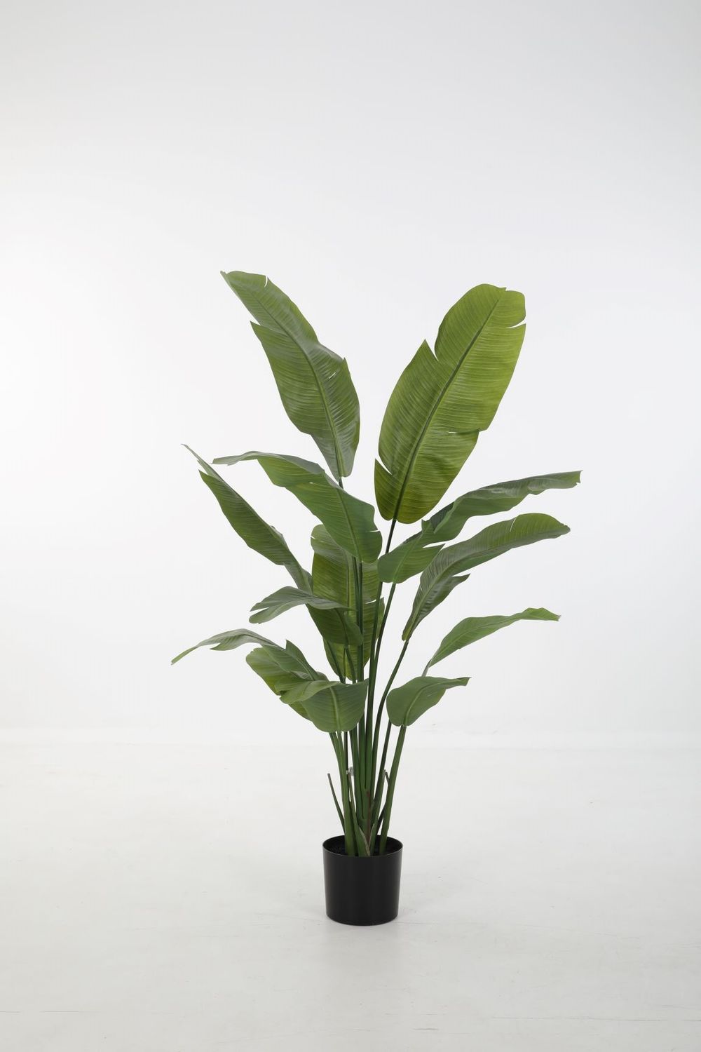 Strelitzia 165cm