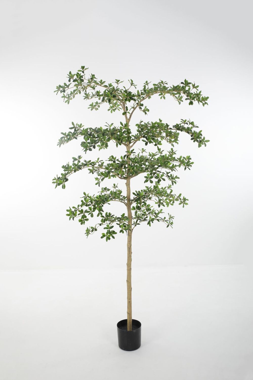 Bucida Shady Lady Kunstboom – 213 cm