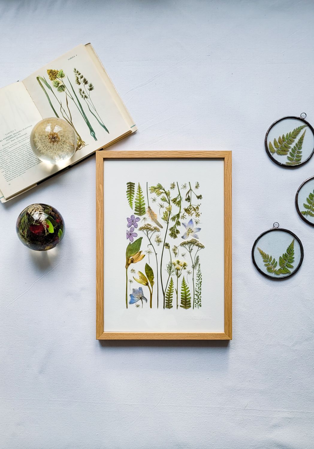 MAŁY OSTRÓŻKOWY DZIKI OGRÓD