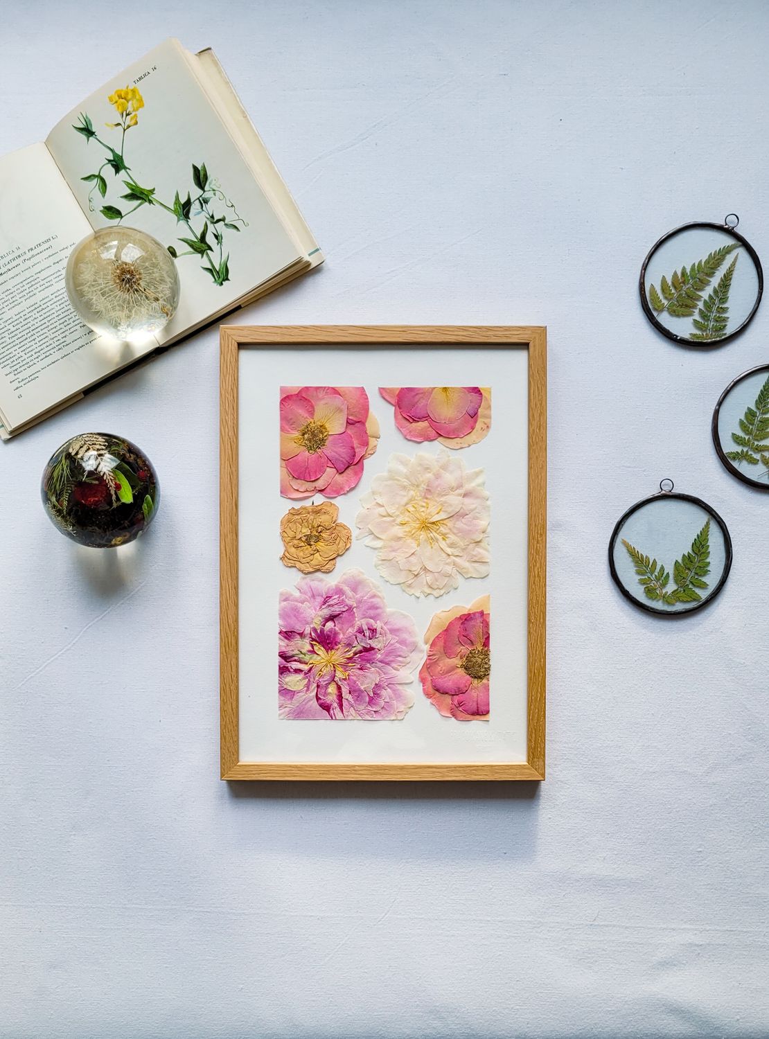 MAŁY PIWONIOWY DZIKI OGRÓD