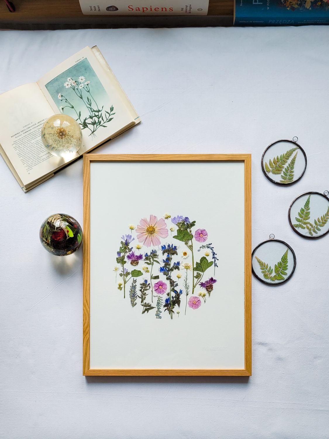 DUŻY KOSMOSOWY DZIKI OGRÓD