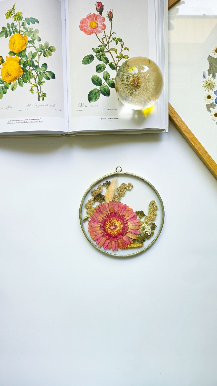 Pomarańczowa gerbera