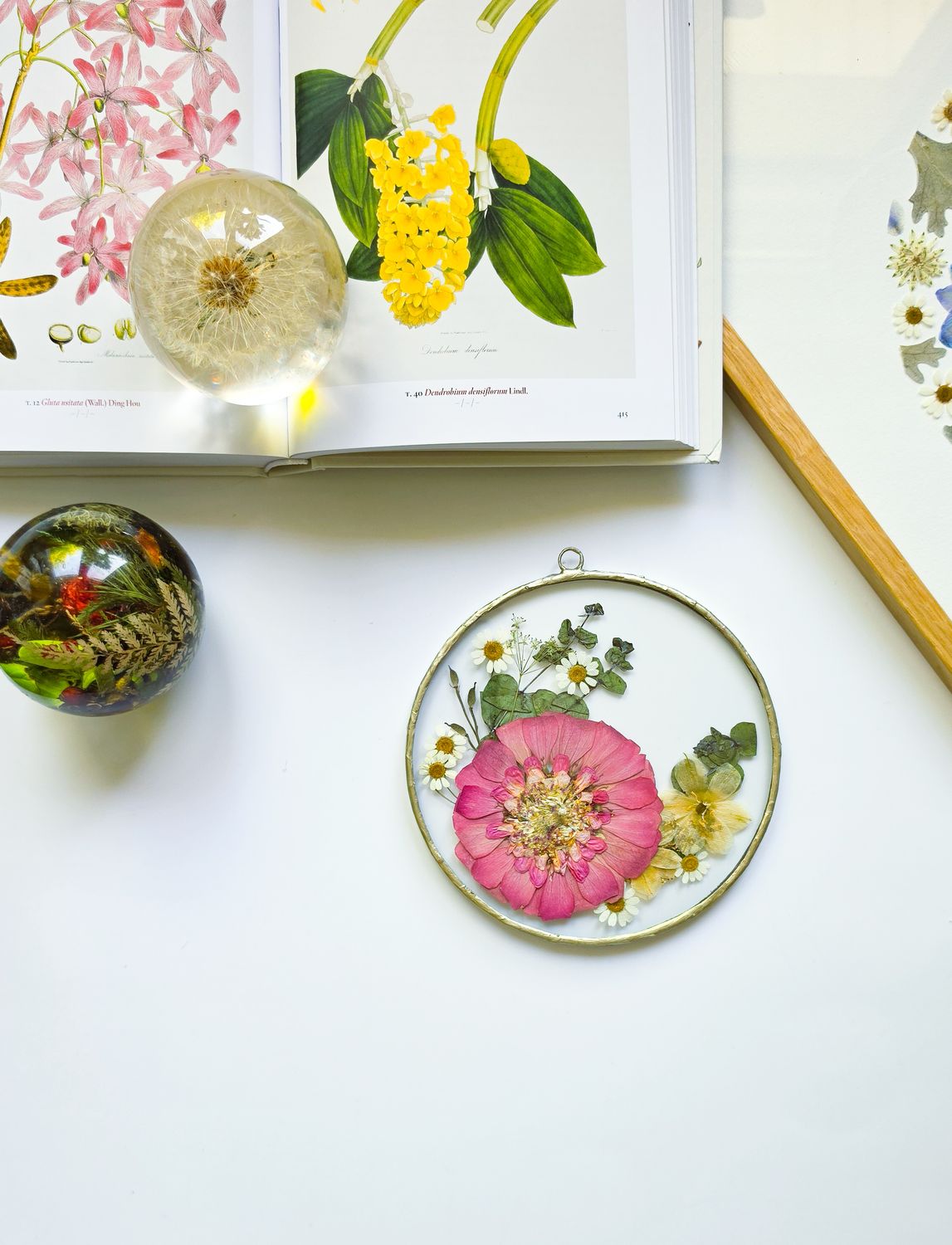 Cynia