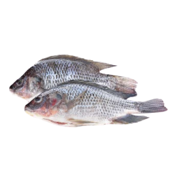 Poissons surgelés