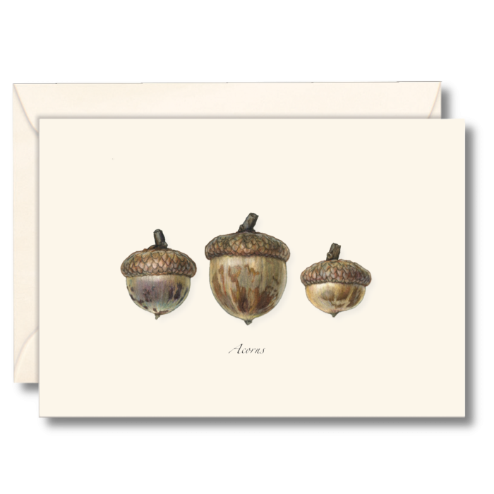 Acorn Notecards