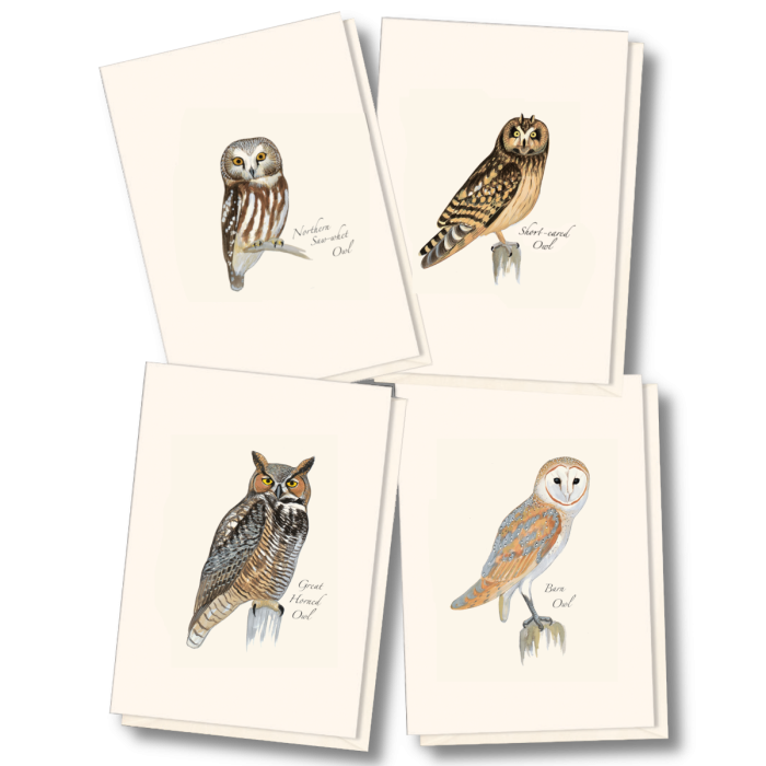 Sibley Owl