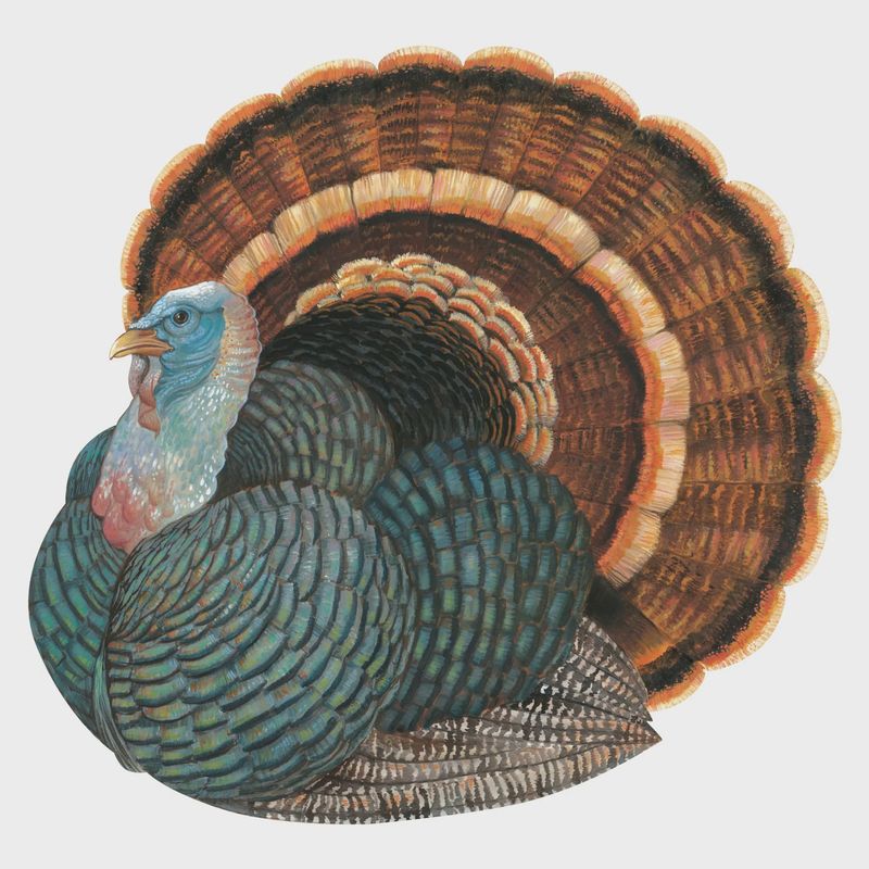 Die-Cut Turkey Placemat