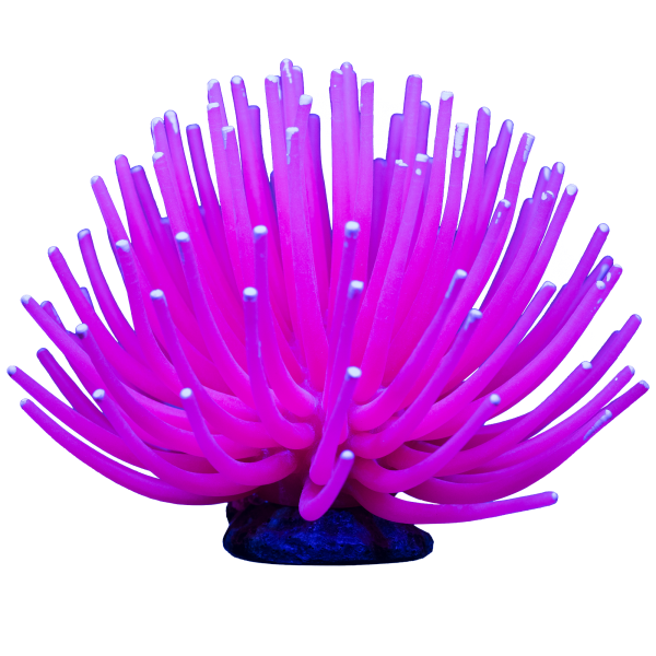 Tetra GloFish Anemone Large Pink